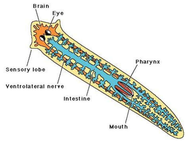 Do the flatworms have organs