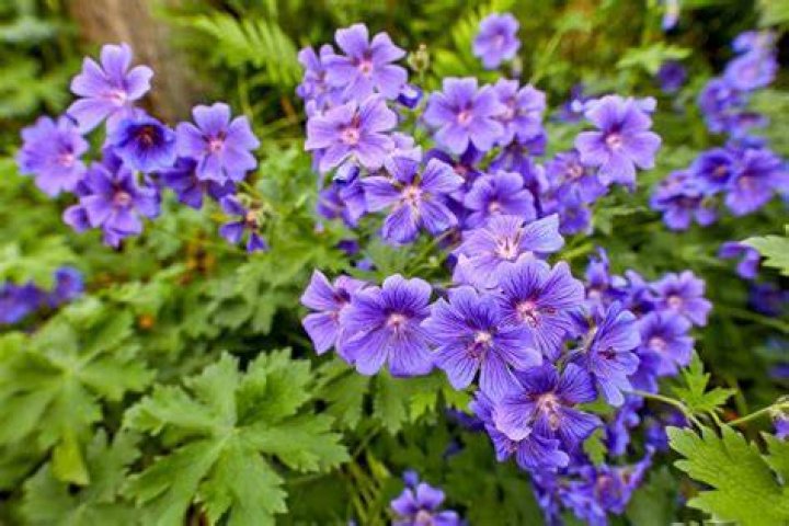 Do they have blue geraniums