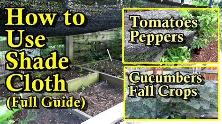 Do tomatoes need shade cloth