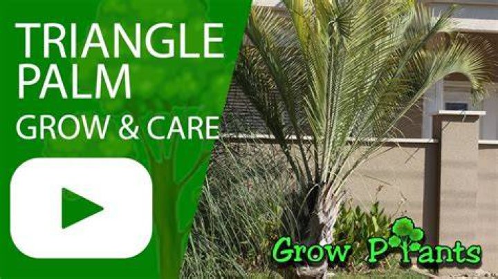 Do triangle palms grow fast