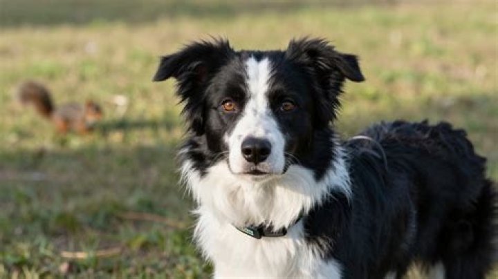 Do vets recommend E collars