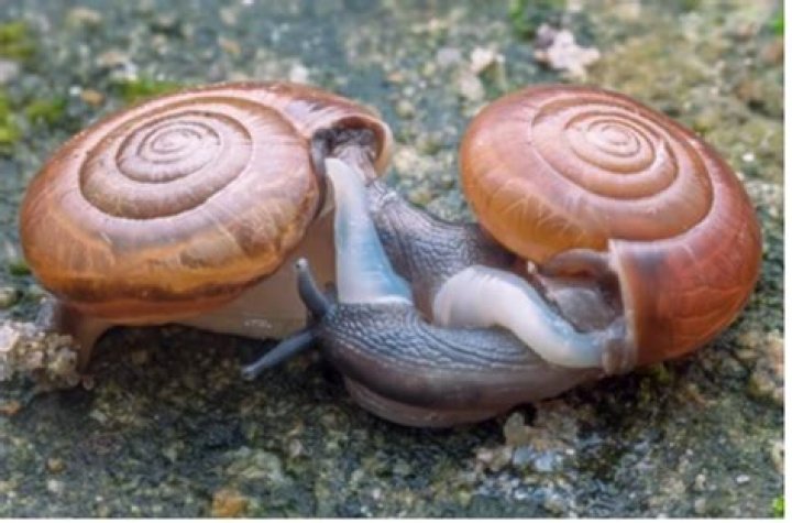 Do water snails release CO2