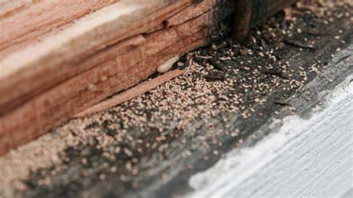Do wood chips attract fleas