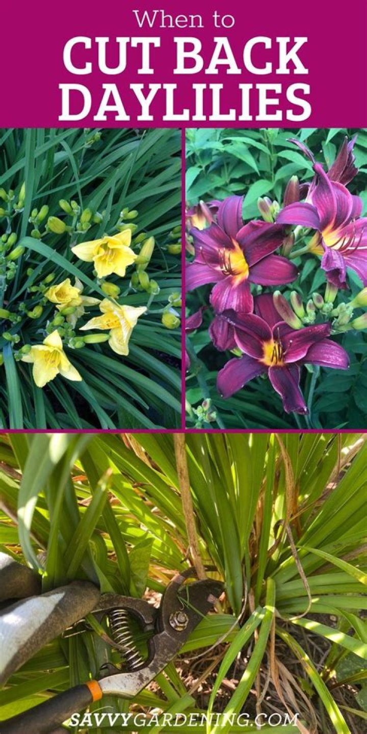 Do you cut back rain lilies