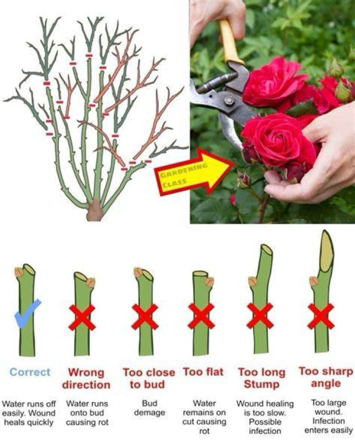 Do you cut back rose mallow