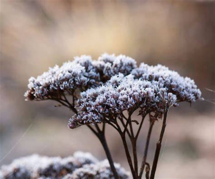 Do you cut back sedum winter
