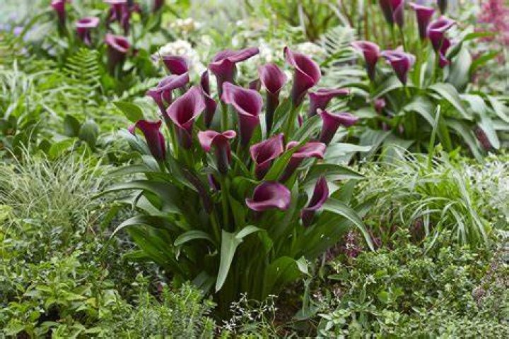 Do you cut back zantedeschia