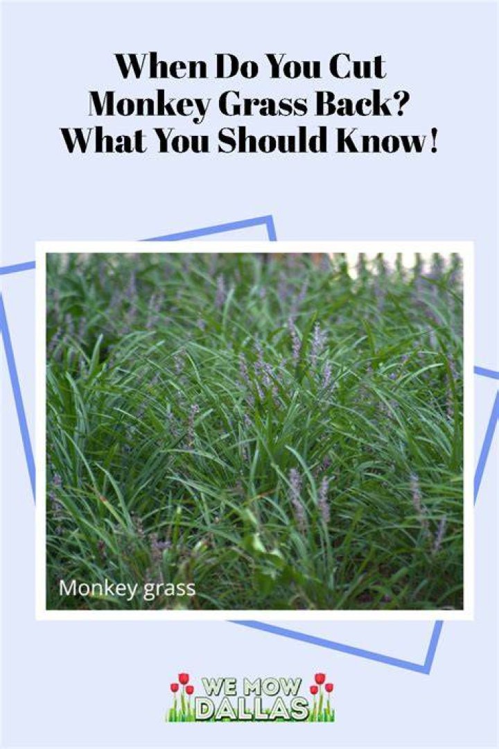 Do you cut monkey grass back