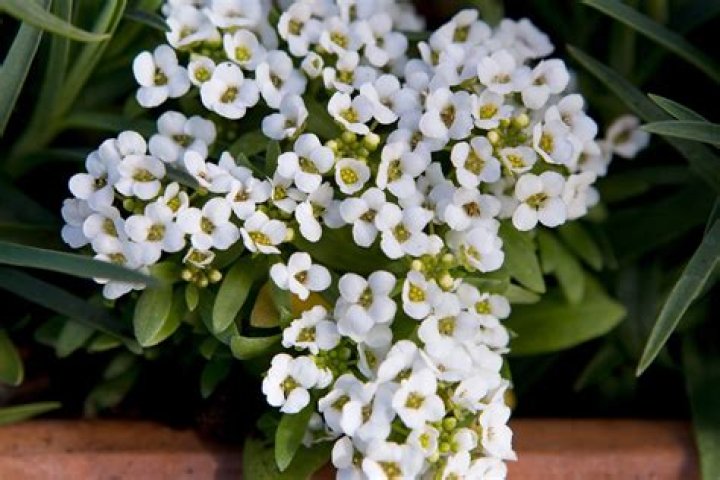 Does alyssum survive winter