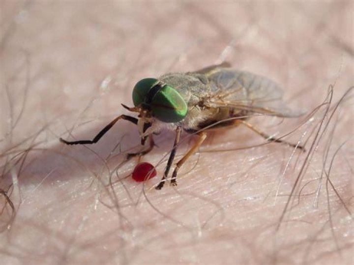 Does anything eat deer flies