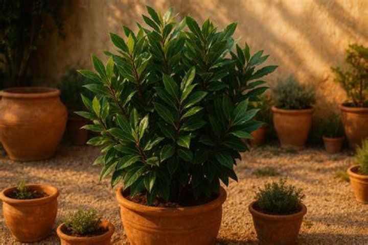 Does bay leaf need full sun