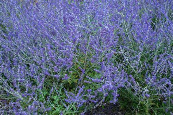 Does blue pea need full sun