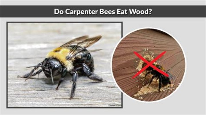 Does cedar wood attract bees