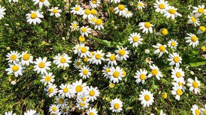 Does chamomile spread easily