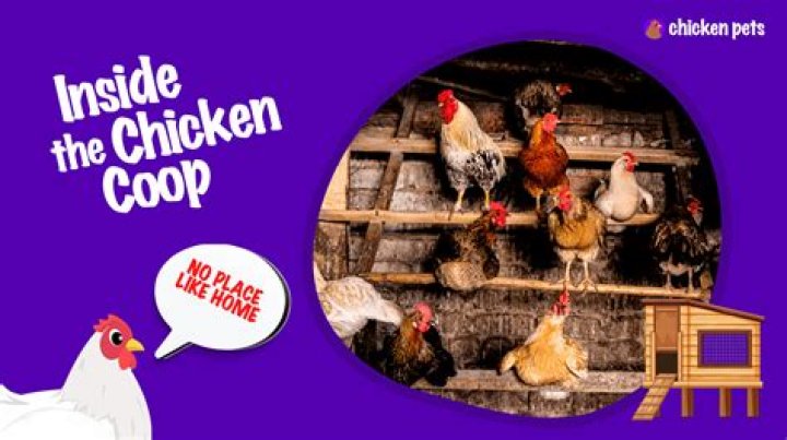 Does chicken wire break down
