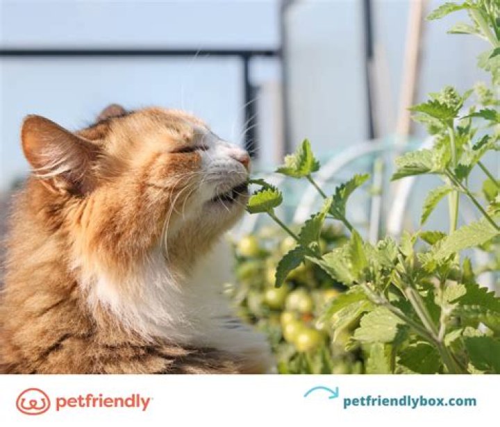 Does citronella attract cats