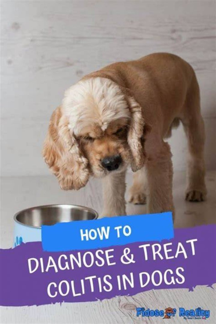 Does colitis in dogs go away