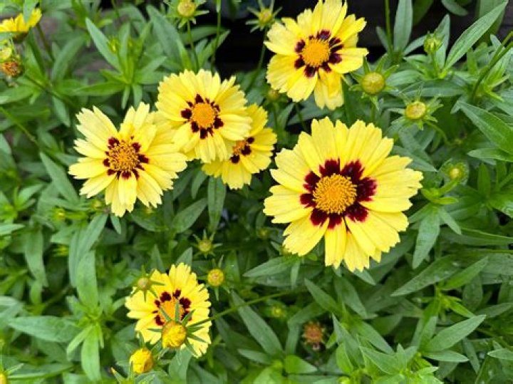 Does coreopsis grow in shade