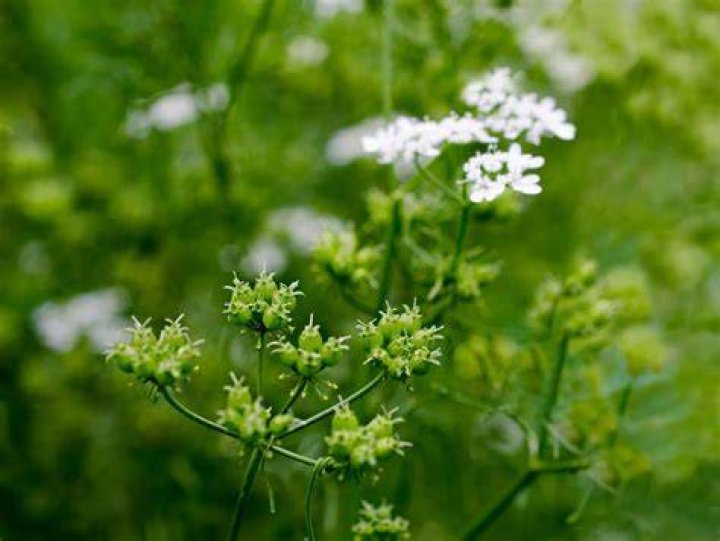 Does coriander like full sun
