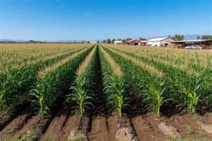 Does corn grow in California