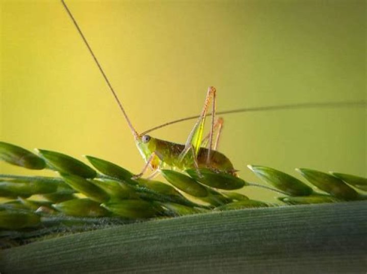 Does cricket bring good luck