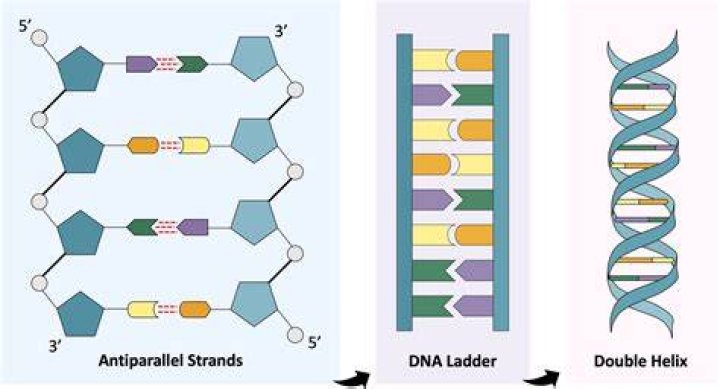 Does DNA have free floating