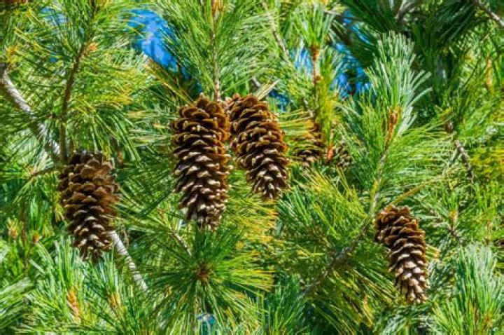 Does England have pine trees
