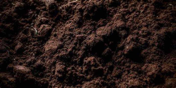 Does Florida have rich soil