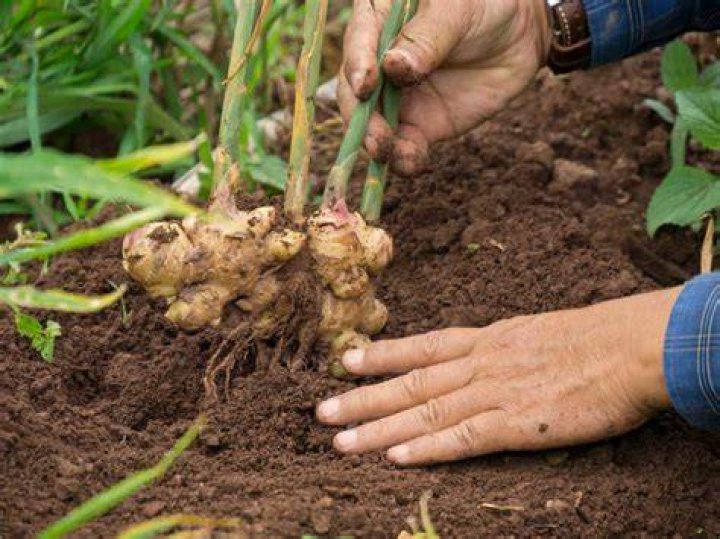 Does Ginger grow in the wild