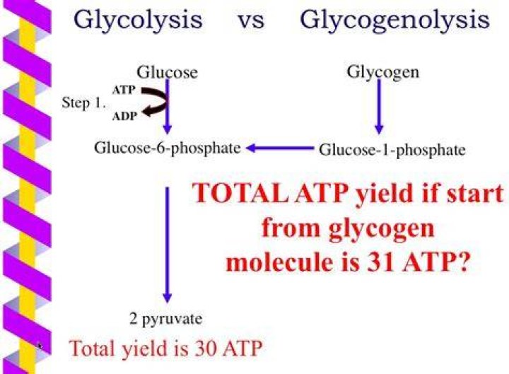 Does Glycogenolysis need ATP