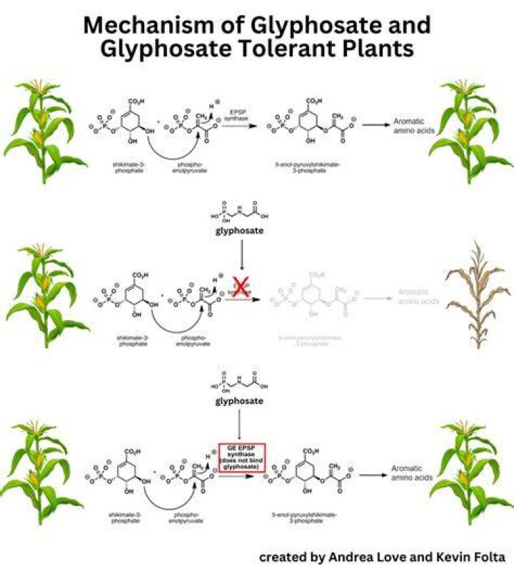 Does glyphosate kill bindweed