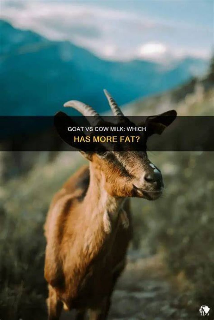 Does goat milk have more fat
