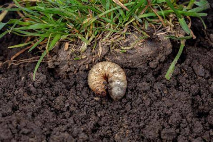 Does GrubEx kill live grubs