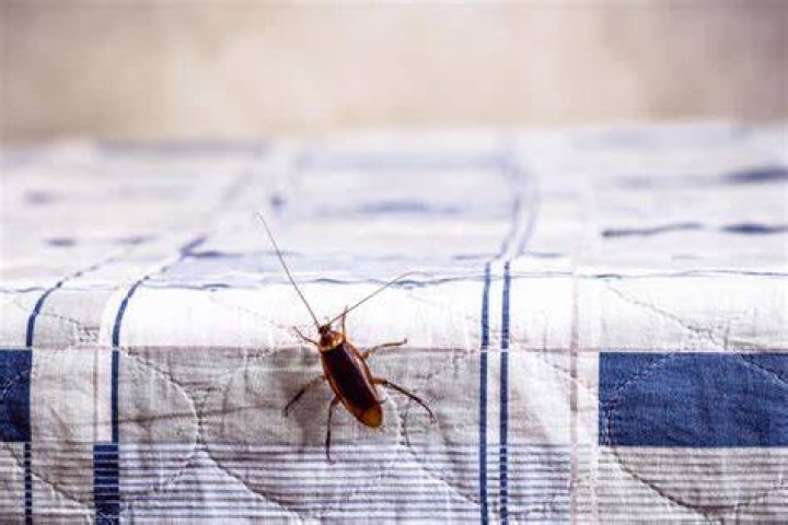 Does heat keep roaches away