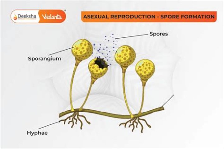 Does Hepatophyta have spores