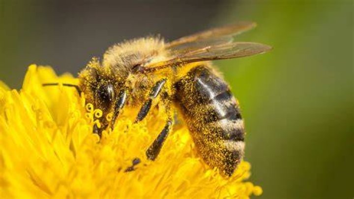Does honey have pollen in it