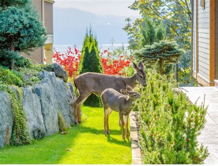 Does human urine deter deer