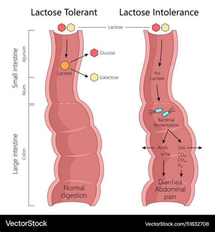 Does lactase work in vinegar
