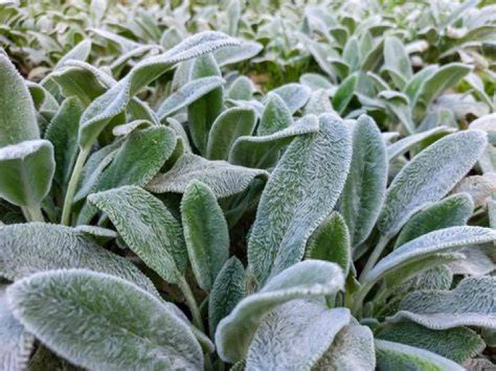 Does lambs ear grow in shade