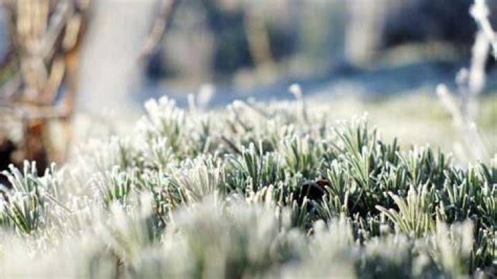 Does lavender survive winter