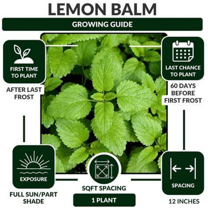 Does lemon balm have a taste