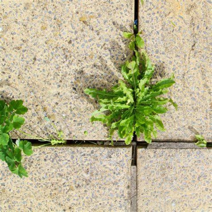 Does limestone prevent weeds