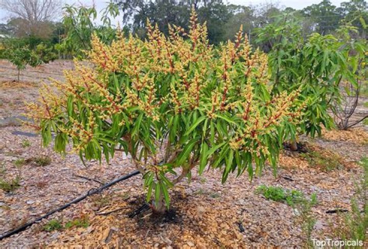 Does mango tree have flowers
