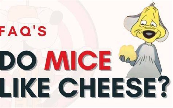 Does mice really like cheese
