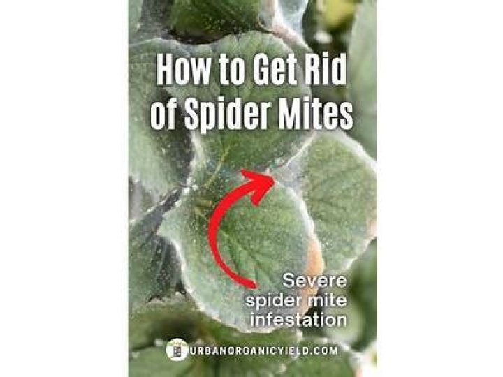 Does orange oil kill spiders