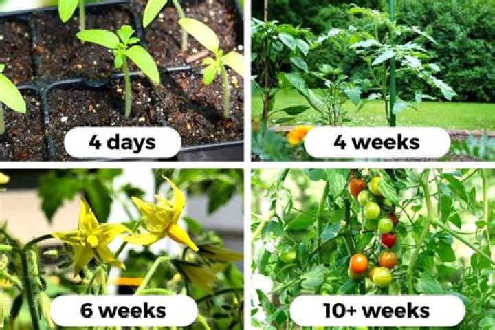 Does ozone help plant growth