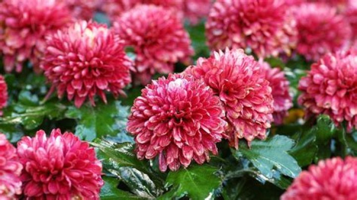 Does PFR stimulate flowering