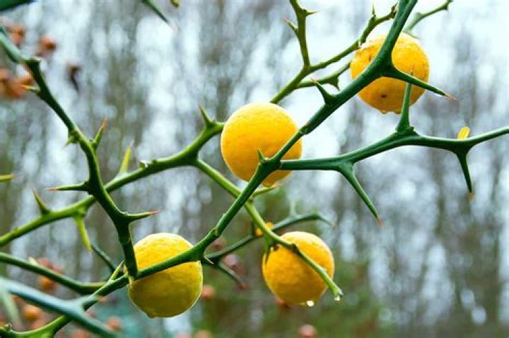 Does pomelo tree have thorns