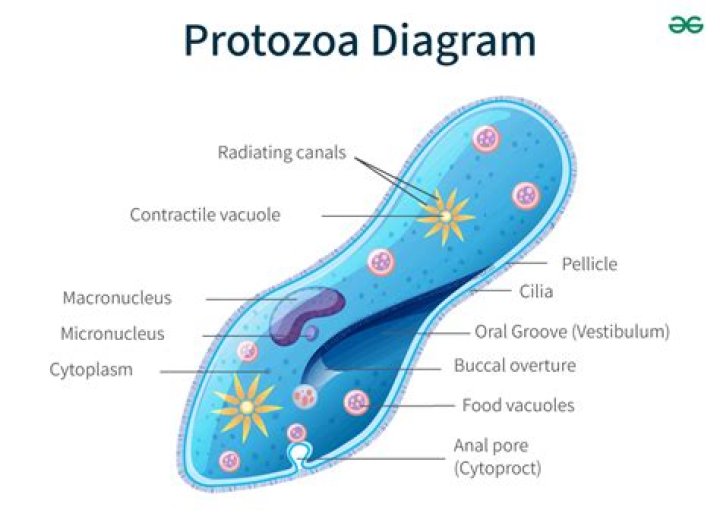 Does protozoa lack a nucleus