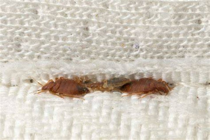 Does pyrethrin kill bed bugs